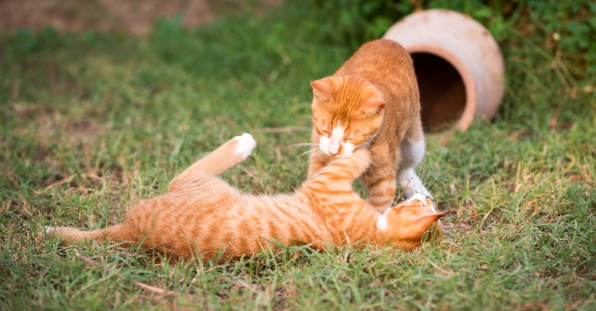 Why Do Cats Fight? Advice for Pet Owners